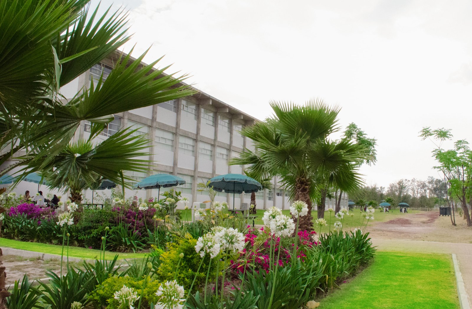 Foto de los jardines que se encuentran en la parte lateral de posgrados